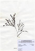 藏品(叉開網翼藻)的圖片